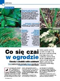 Co się czai w ogrodzie. Choroby i szkodniki roślin ozdobnych